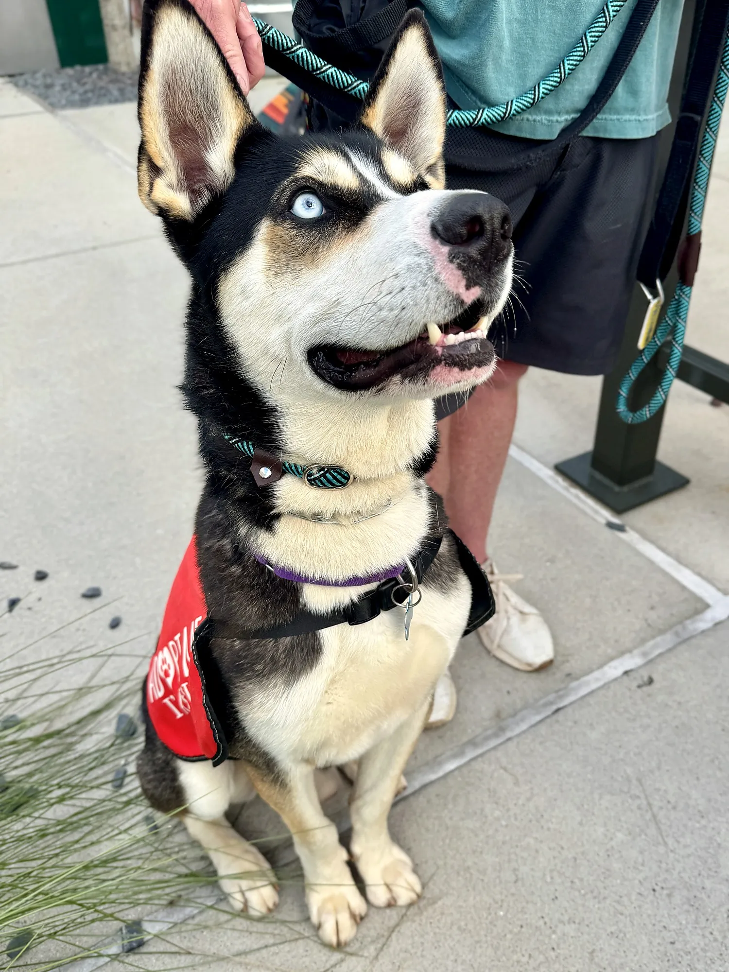 A husky wearing a red rescue vest that reads 'adopt me', looking up at the person holding its leash.