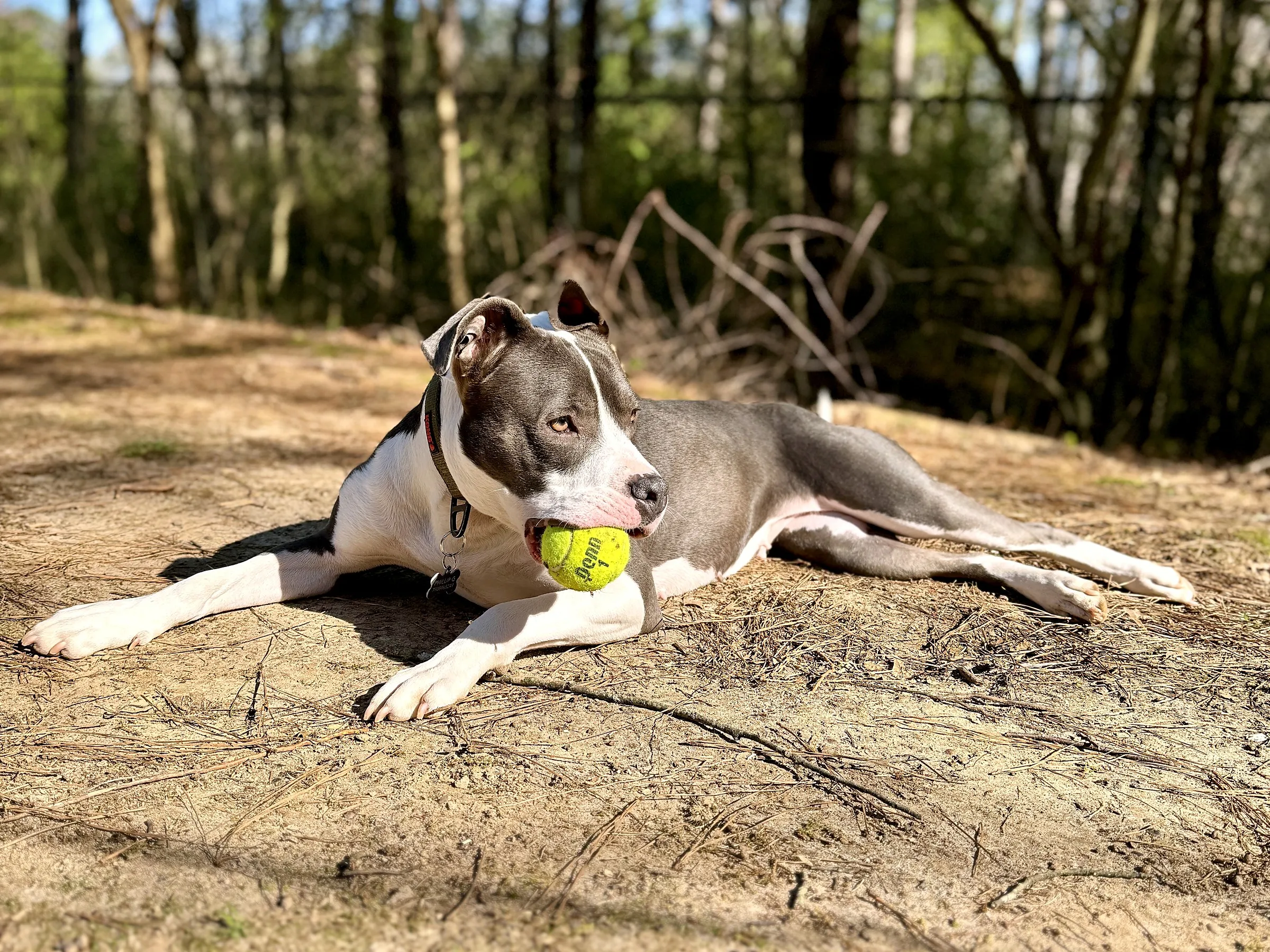 A gray-and-white pit bull lying in a dirt clearing in the woods with a tennis ball in his mouth, in low winter sun.