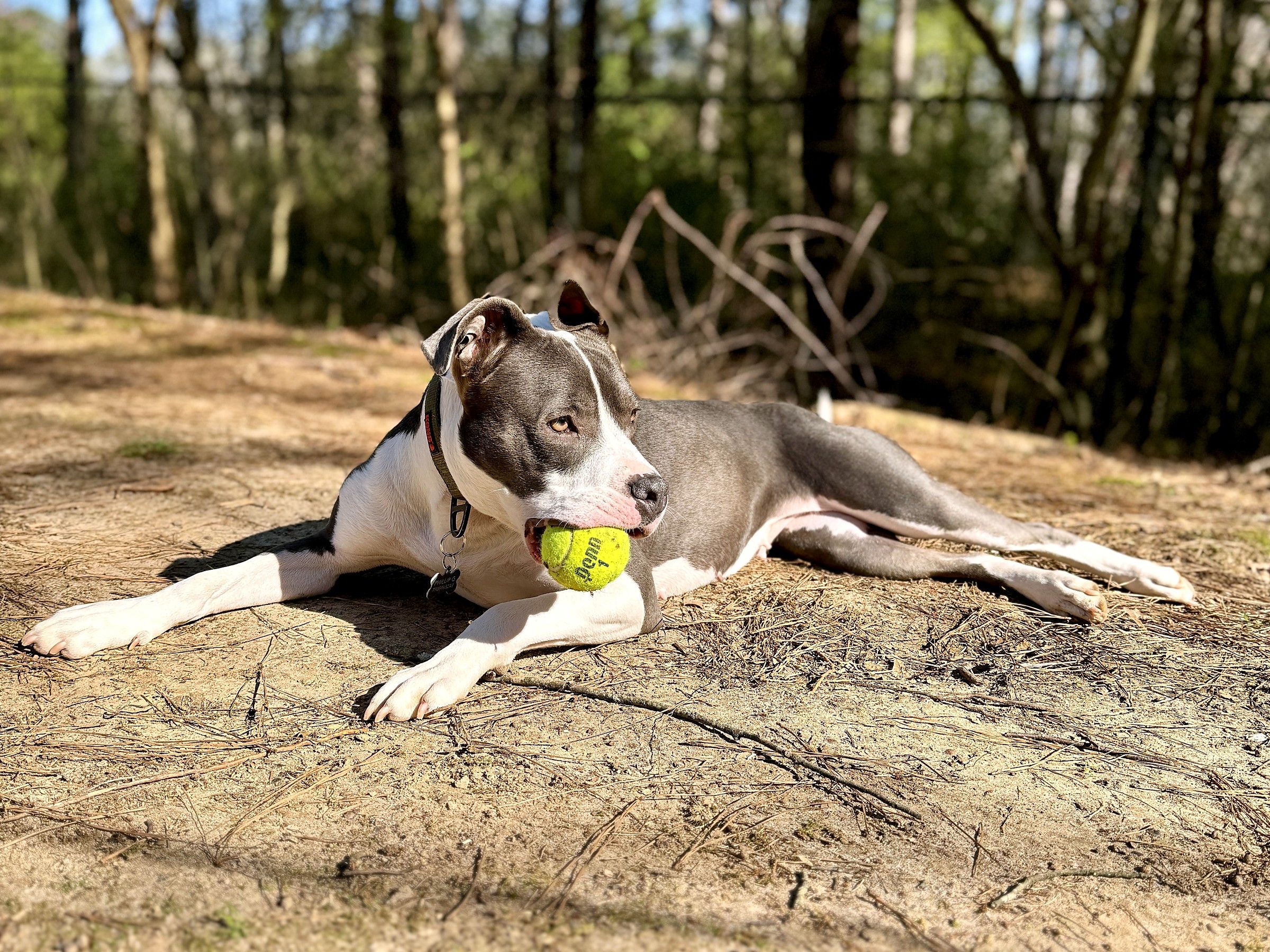 Gray-and-white pit bull lying in a sunny woodland clearing with a tennis ball in his mouth