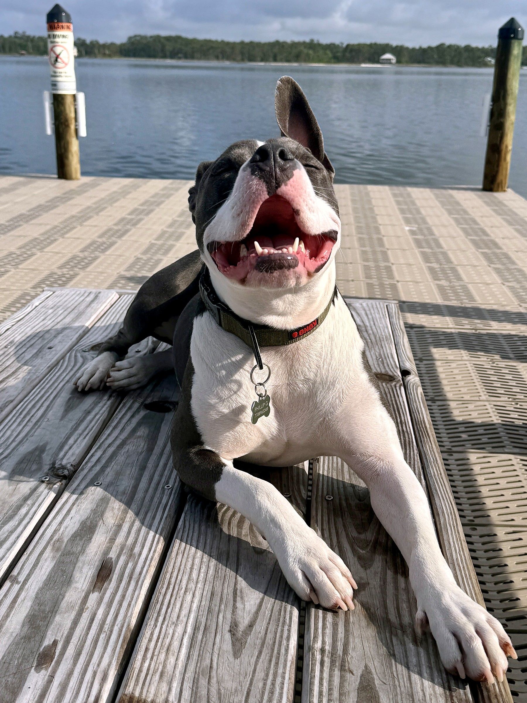 Lucky the pit bull lying on a dock in the sun, mouth open in a wide grin