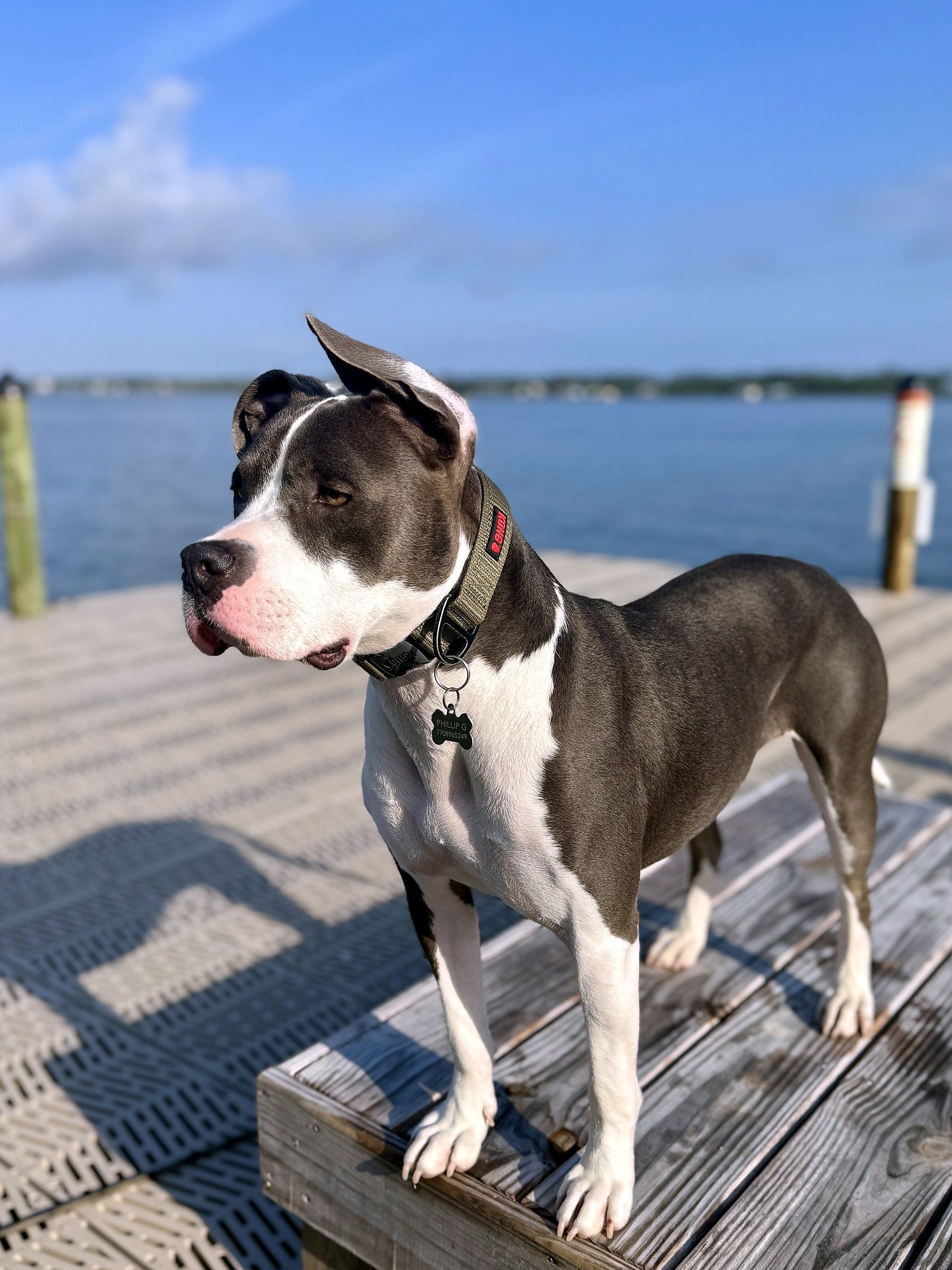 Lucky, a gray-and-white pit bull, standing on a wooden dock in an olive collar, looking out over the water