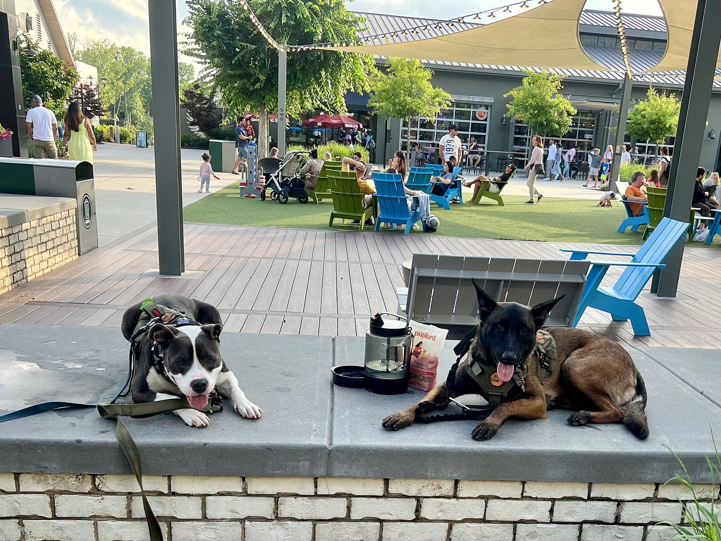 A pit bull and a Malinois lying on a low brick wall in a shopping-plaza courtyard