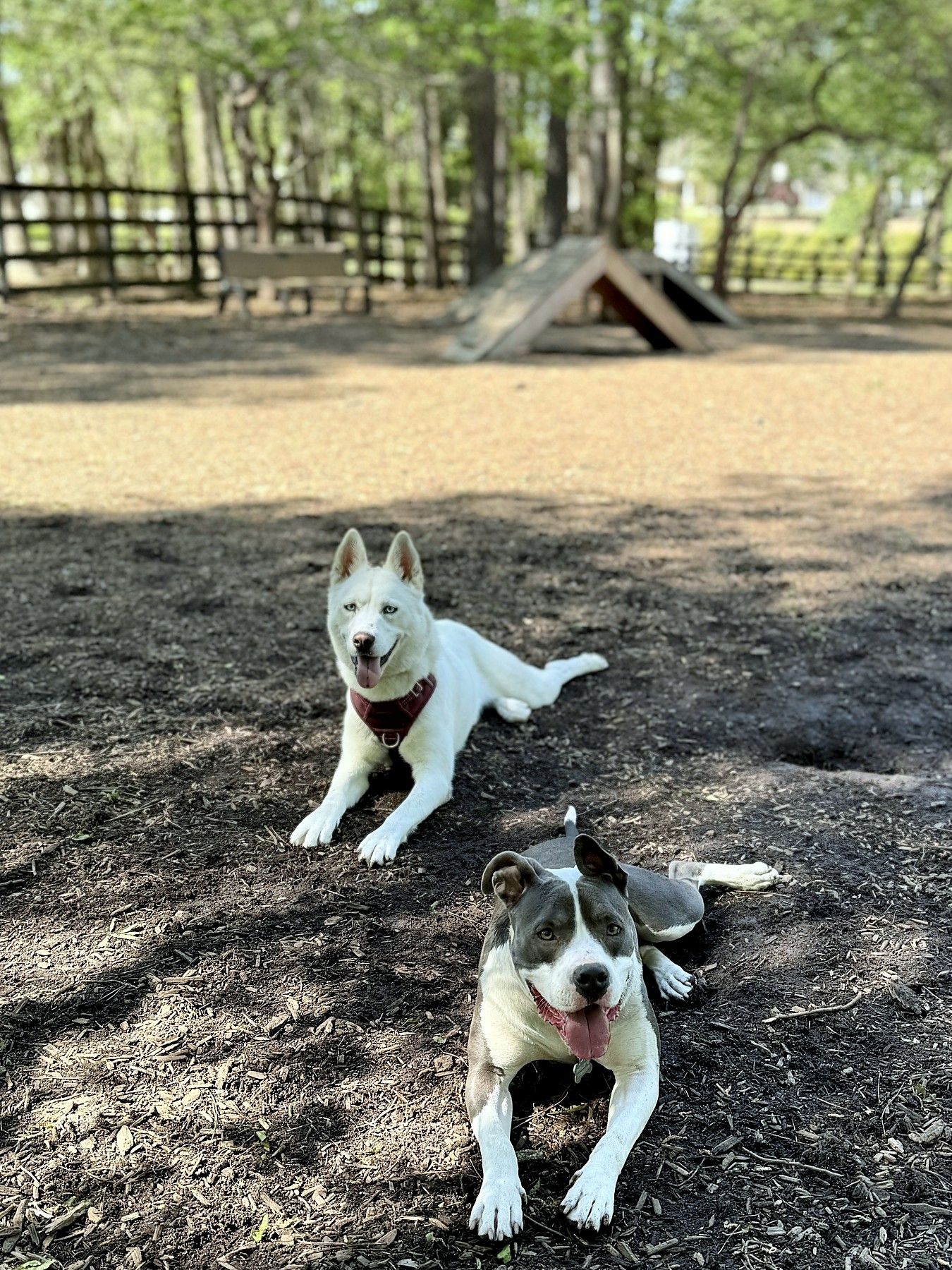 A white husky-type dog and a gray-and-white pit bull lying in a dog park