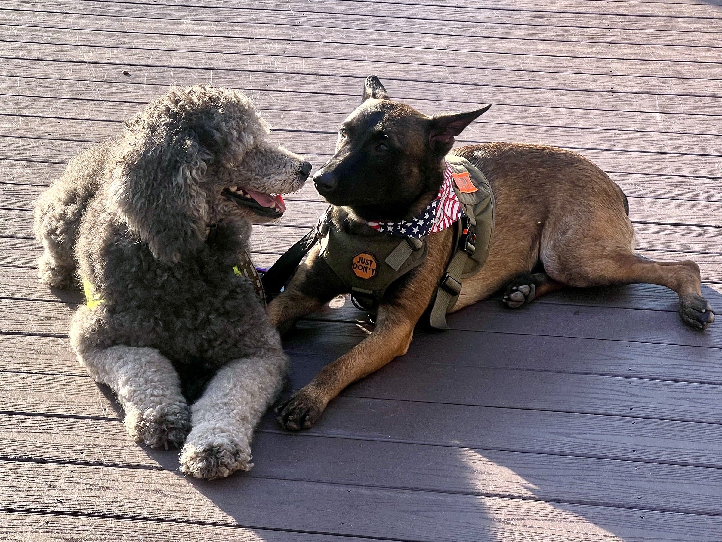 A gray standard poodle and a Belgian Malinois lying nose to nose on a wooden deck