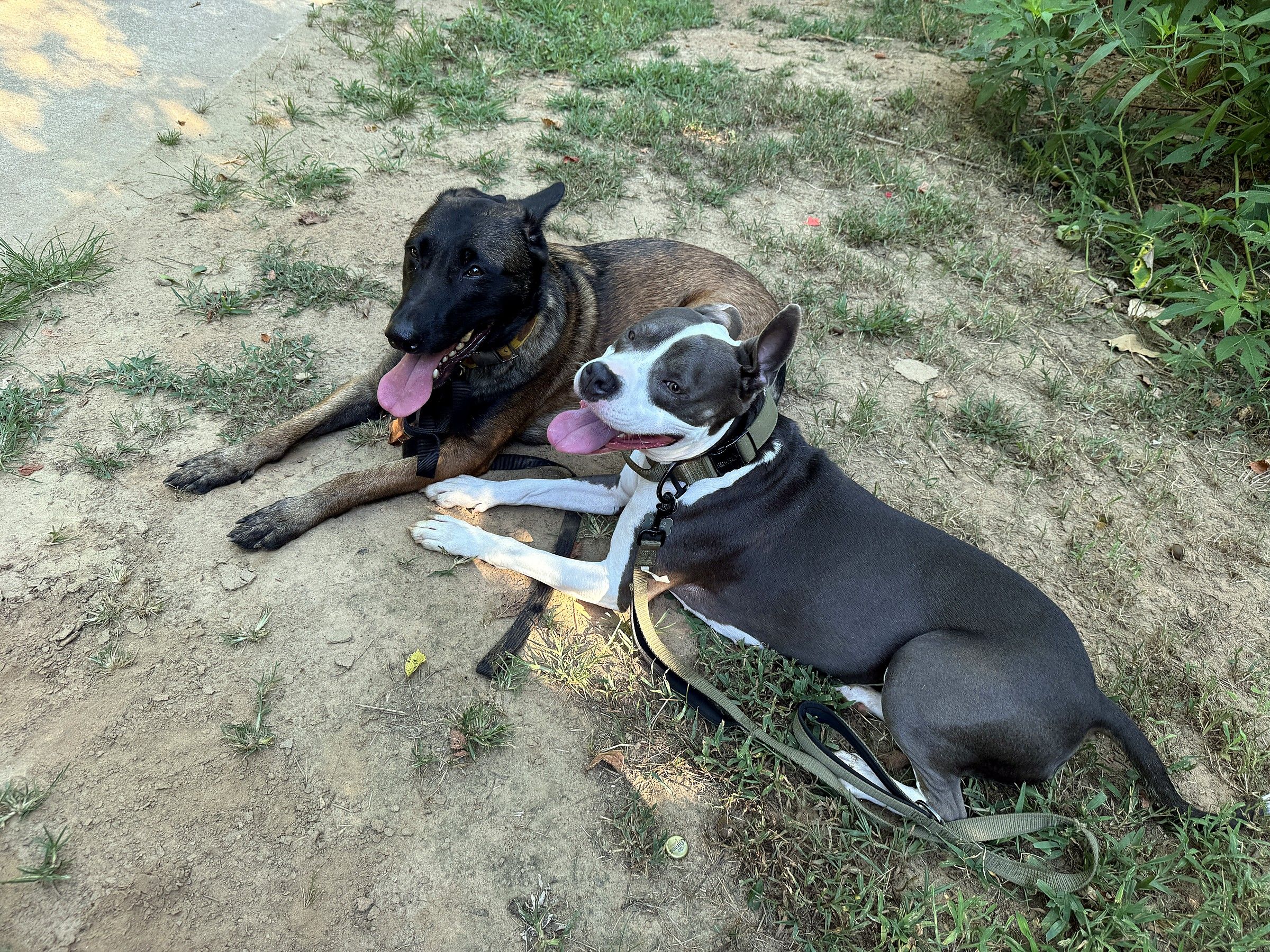 A Malinois and a gray-and-white pit bull lying together on bare dirt, both panting