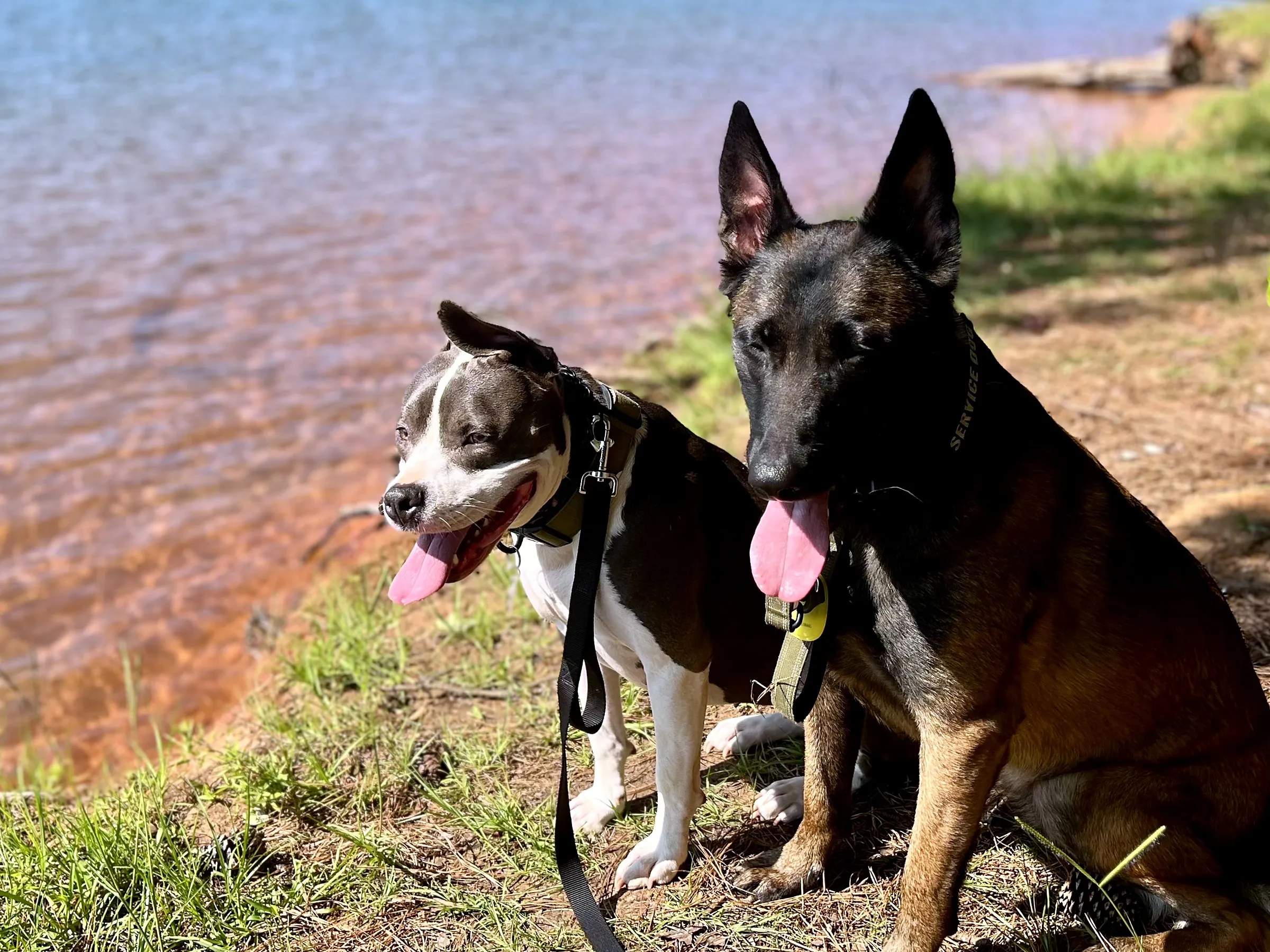 A gray-and-white pit bull and a Belgian Malinois sitting side by side at the red-clay edge of a lake.