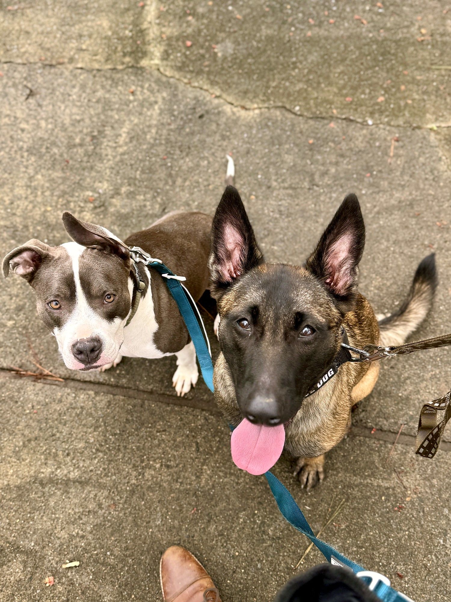 A pit bull and a Malinois on leash looking up at the camera from a sidewalk