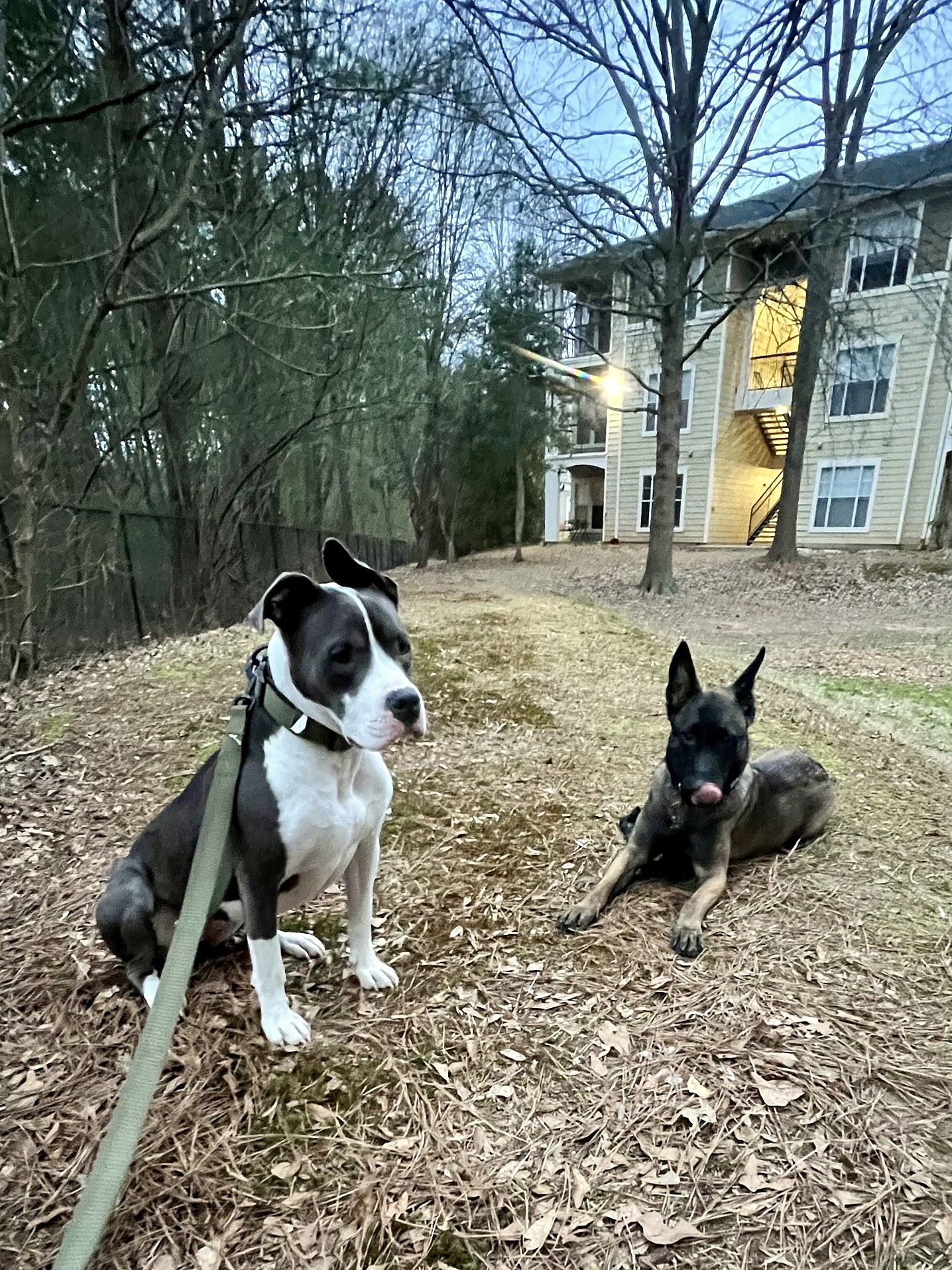 A black-and-white pit mix sitting and a Malinois lying in fallen leaves, holding a stay